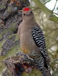 Gila woodpecker