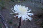 Night-blooming Cereus