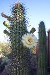 flower on an organ pipe cactus