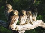 Ferruginous Pygmy owl fledglings