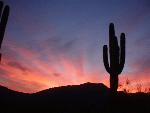 Sunset and a Saguaro
