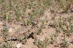 Regal Horned Lizard