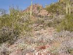 Desert Bighorn Sheep