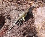 Zebra Tailed Lizard