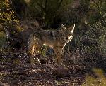 Coyote