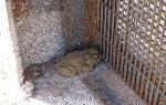 Sonoran Desert Toad