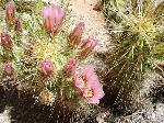 Nichol's Hedgehog Cactus