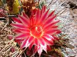Fishhook Barrel Cactus Flower