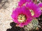 Engelmann's Hedgehog Cactus Flower