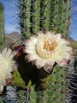 Organ Pipe Cactus Flower