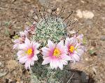 Arizona Pincushion Cactus Flower
