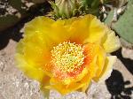 Englemann's Prickly Pear Cactus Flower