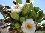Saguaro Cactus Flower