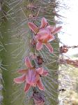 Senita Cactus Flower
