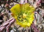 Staghorn Cholla Flower