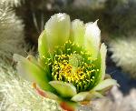 Teddy-bear Cholla Flower