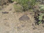 ORPI Petroglyph 6