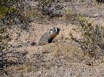 Badger