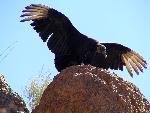 Black Vulture