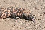 Gila Monster
