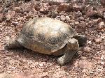Desert Tortoise