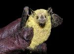 Lesser Long-nosed Bat
