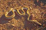 Western Patch-nosed Snake