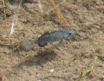 Quitobaquito Pupfish