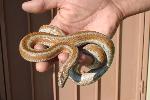 Rosy Boa