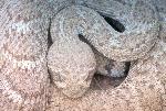 Western Diamondback Rattlesnake