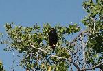 Zone-tailed Hawk