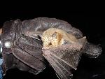 Lesser Long-nosed Bat 2