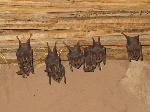California Leaf-nosed Bat