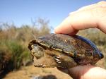 Sonoran Mud Turtle