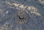 Sidewinder