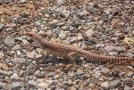 Desert Iguana