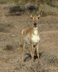 Sonoran Pronghorn