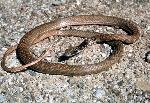 Coachwhip Snake