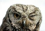 Western Screech Owl