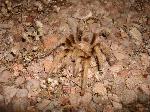 Tarantula