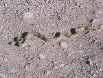 Gopher Snake