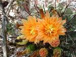 Fishhook Barrel Cactus