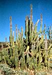 Senita Cactus