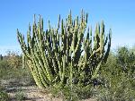 Giant Organ Pipe