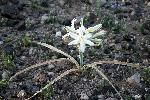 Ajo Lilies