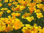 Mexican Gold Poppies