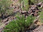 Solo Desert Bighorn Sheep