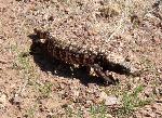 Gila Monster
