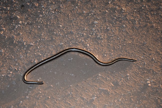 A rosy boa with black stripes slithers on the dusty ground at night.