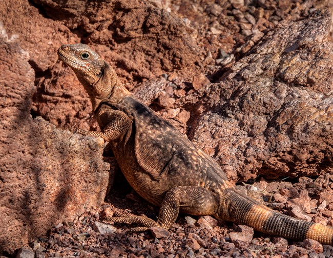 A chuckwalla stands on a rock. The black and orange on the body help to camouflage the lizard.
